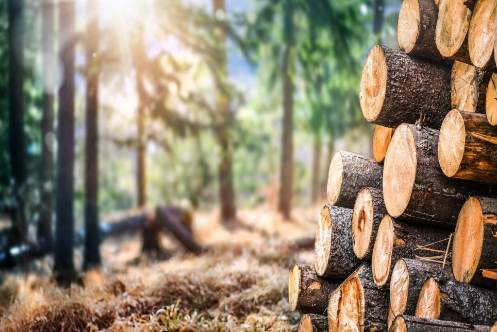 essences pour poêle à bois